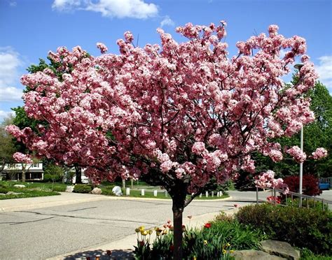 best crabapple trees for small gardens.